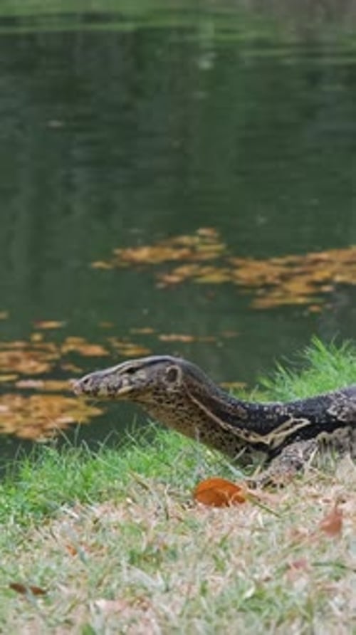 Dragon de Komodo se reposant près du lac