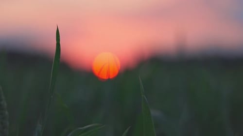 Closeup Green Grass on a Meadow in a Natural Environment Against the Sunset Sun