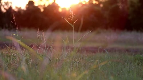 Golden Sunset Over Tall Grasses in Rural Meadow