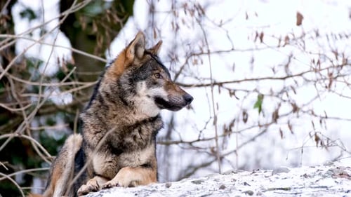 Loup assis sur une rive enneigée dans la forêt d'hiver