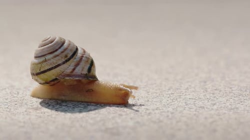 Garden Snail Crawling on Light Stone Surface in Natural Daylight Close Up Macro