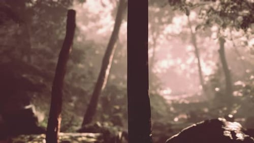 Green Forest with Ray of Light