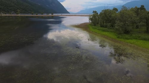 Aerial View of a Flying Gray Heron or Ardea Cinerea in a Habitat
