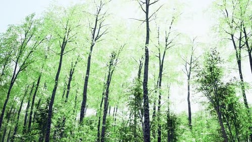 Birch Forest in Sunlight in the Morning