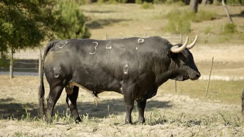 Majestic Bull Standing Tall in a Rural Pasture