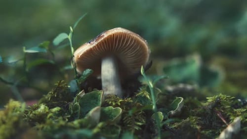 Macro shot of a wild mushrooms growing between leaves in the forest
