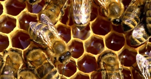 Bees Swarming on Honeycomb