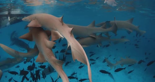 Close Up View of Nurse Sharks with Tropical Fishes Underwater in Blue Sea
