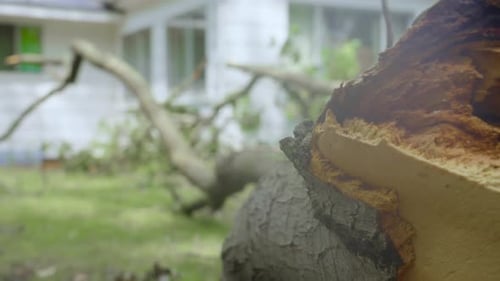 Extreme close up of a fallen limb after a freak storm.