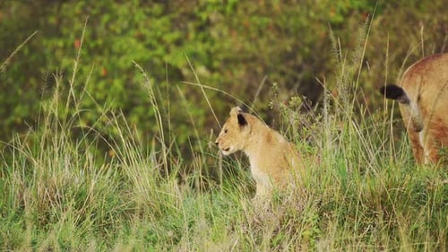 Junge Löwenbabys und Mutter, die sich im üppigen Grün in dichter Vegetation ausruhen, African Wildlife i