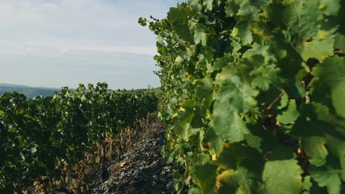 Des rangées de vignes après le lever du soleil à l'automne.