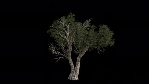 Utah Juniper Tree blowing in the wind. Alpha Channel. Loop Animation