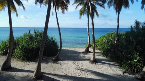 Coconut Palm Trees on Maldive Island with Tropical Beach and Blue Ocean Aerial View Between the