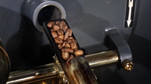 Coffee Beans Poured into Roasting Machine