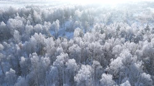 Wald im Schnee