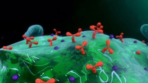 Antibodies attacking virus cells in body
