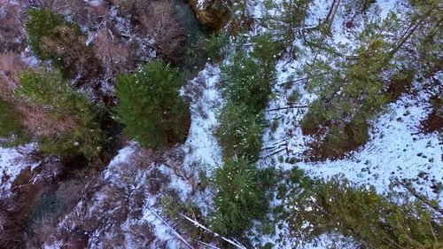Bear Walking Through Snowy Forest Near River