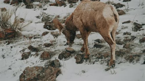 Bighorn Sheep Grazing on Rocky Snowy Slope