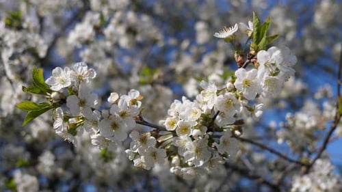 Spring Time Cherry Tree Flowers Background