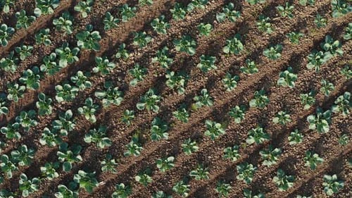 Aerial Top Down View Farmland Agricultural Field Plantation Agriculture Industry Drone Shot Flying