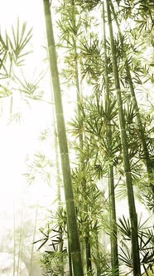 Sunlit Bamboo Forest Vertical Loopable Background
