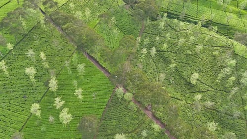 Stunning aerial view of vibrant green tea plantation with tree lines