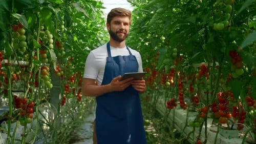 Agronomist Checking Tablet Tomato Cultivation in Innovative Greenhouse. Man Farm Worker Analysing
