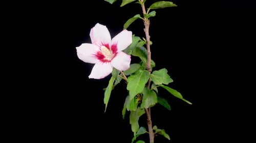 Time Lapse of Pink Hibiscus Flower Blooming on Black