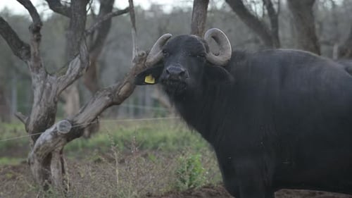 Water Buffalo Resting in a Sunlit Field Surrounded By Trees During a Warm Afternoon