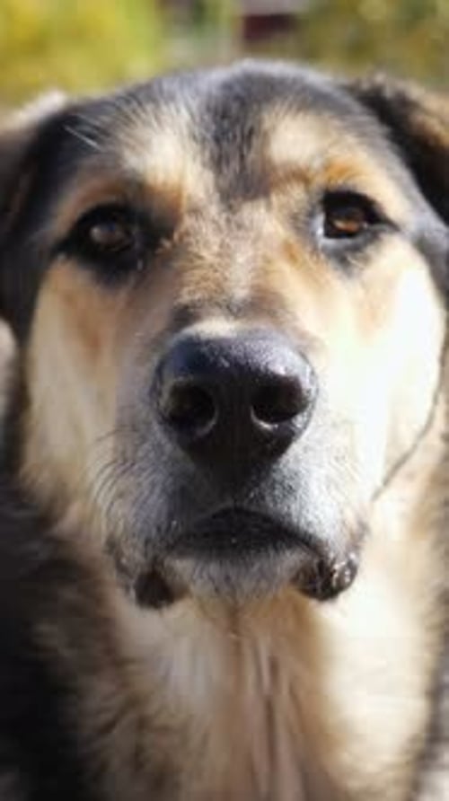 Dog Looking Directly Into Camera Close-Up Portrait Style
