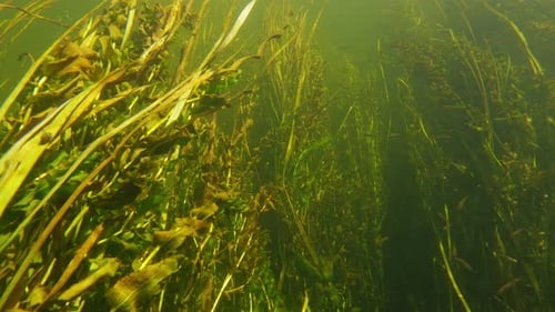 Un banc de petits poissons gris nageant dans la rivière Vue sous-marine des petits poissons nageant dans le