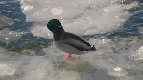 Male Mallard Duck Cleaning Its Body And Feather On Cold Winter Pond - high angle shot