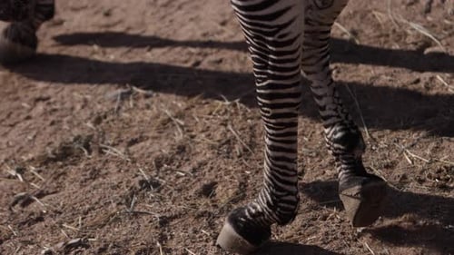 zebras walking by showing closeup details top to bottom slomo