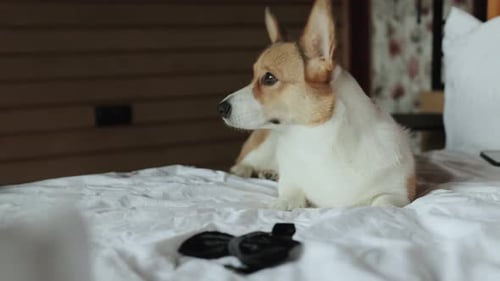 Alert Corgi Dog Resting Comfortably on White Bed