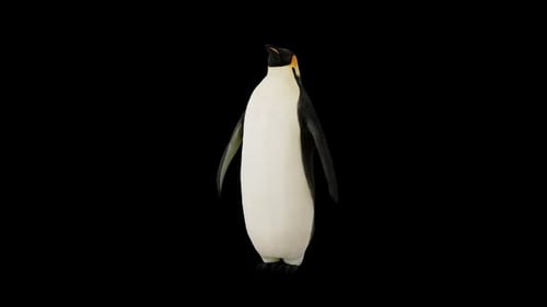 Vue de face animée d'un pingouin et palmes agitées