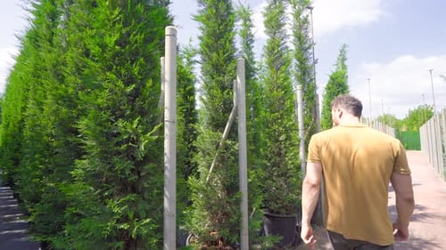 Man Walking Through a Beautiful Tree Nursery