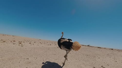 Ostrich Running in Open Area Fpv Shot