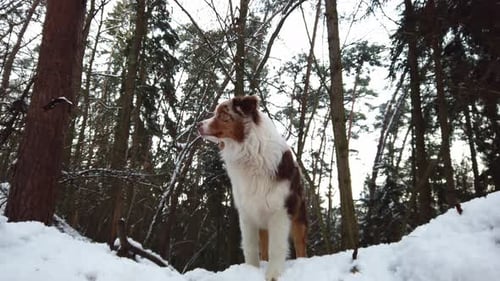 An Australian Shepherd stands in the middle of a snowy forest and looks around.