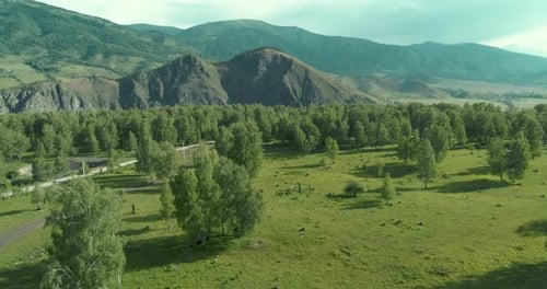 Aerial View Low Flight Above Evergreen Pine Tree Landscape with Endless Mountain Forest at Sunny