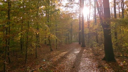 Autumn forest on a sunny day