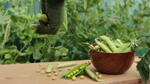Fresh Pea Harvest in a Sunny Garden