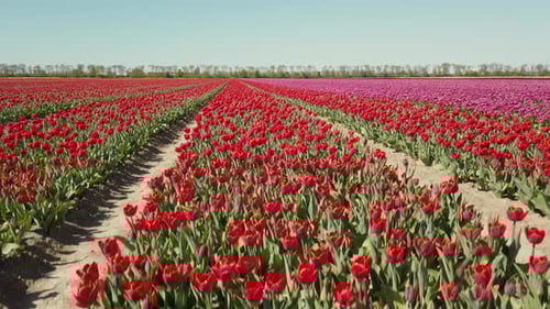 close up shot and pedestal up at the red tulip flower field.