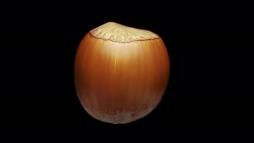 Hazelnuts on a black background, rotates. Close-up.