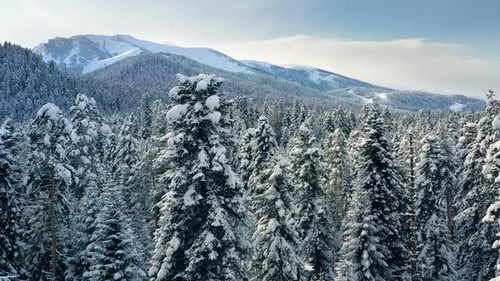 Beautiful snow scene forest in winter. Flying over of pine trees covered with snow.