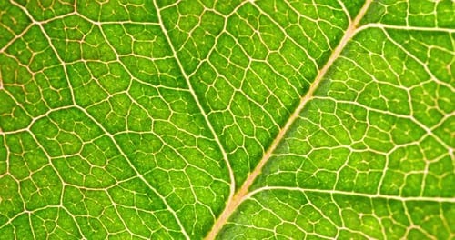 Cell Structure View of Leaf Surface Showing Plant Cells For Education. Leaf in Macro Shot Background