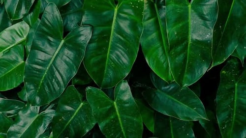 Philodendron plant, tropical foliage swaying in the wind