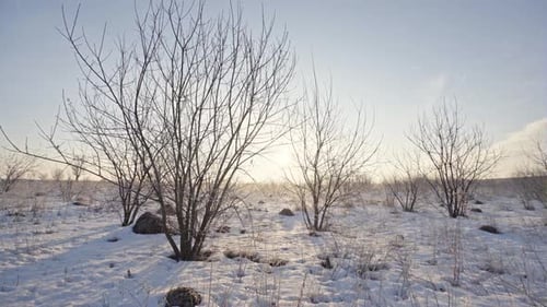 Paysage d'hiver avec neige et arbres nus