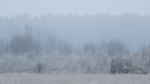 European roe deer flock eating on rape raps field in evening dusk