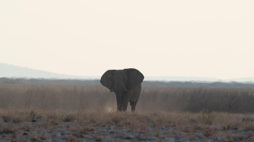 Lone African Bush Elephant Isolated In Wildlife Savanna. Slow Motion