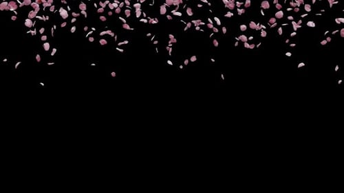 Die Kirschblüte fällt 05 HD